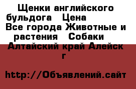 Щенки английского бульдога › Цена ­ 40 000 - Все города Животные и растения » Собаки   . Алтайский край,Алейск г.